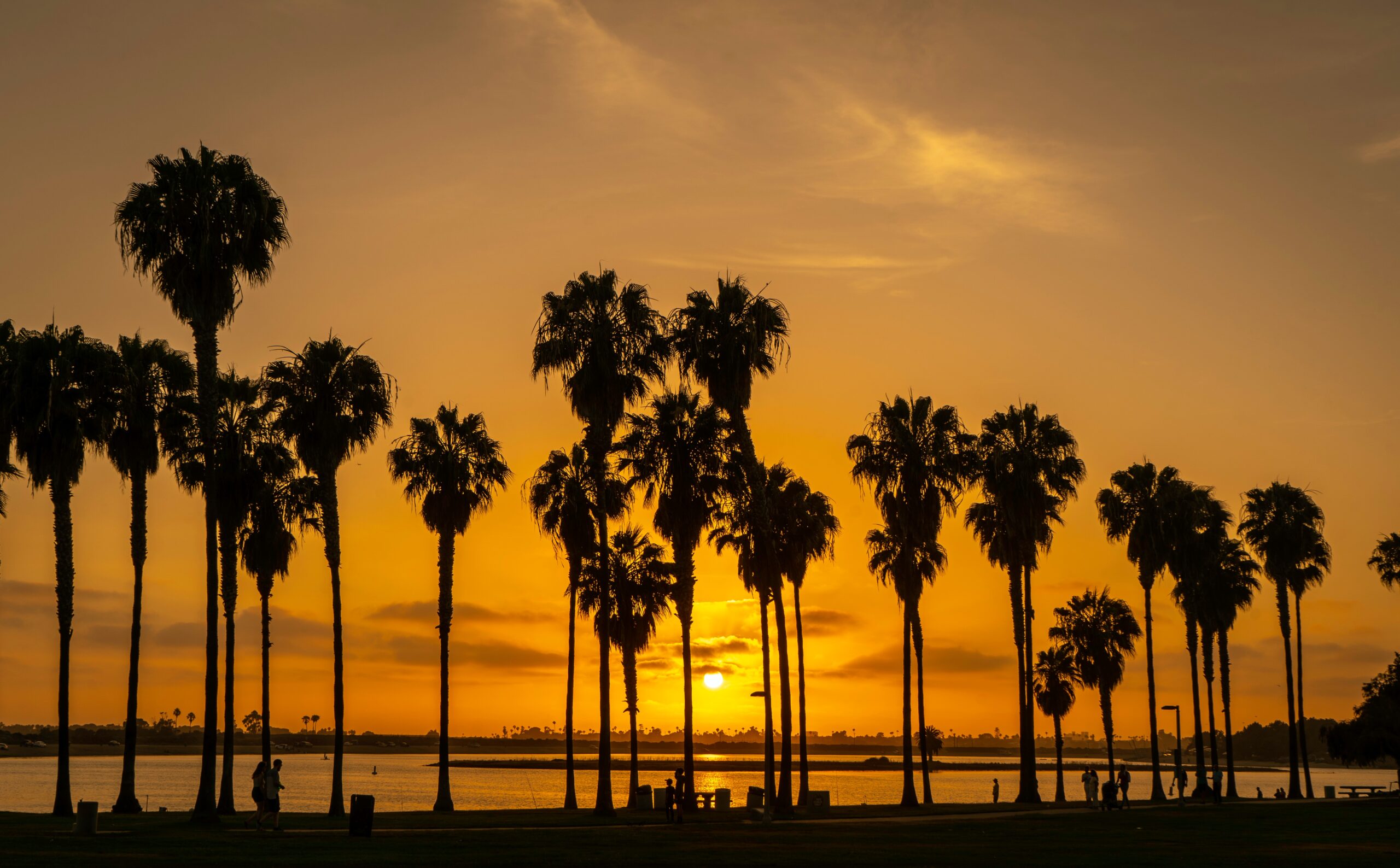 palm trees in san diego